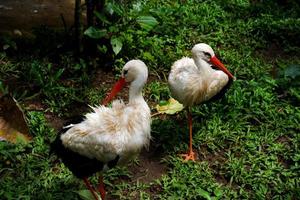 Selective focus of oriental white stork who is cleaning his feathers in his cage. photo