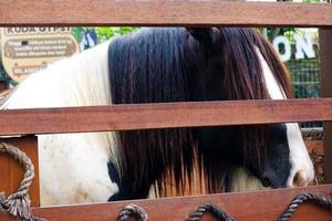 The horse that had long hair to cover his eyes was standing in his stable. photo