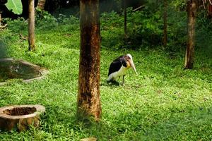 Selective focus of the tong-tong heron who is in its cage and foraging. photo