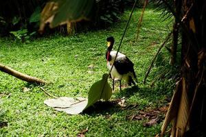 Selective focus of black storks who are eating in their cages in the morning. photo