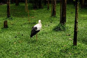 Selective focus of oriental white stork who is cleaning his feathers in his cage. photo