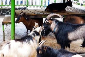 Selective focus of Garut sheep who are standing in their pens. photo