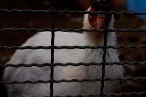 A selective focus of silver pheasants that have a beautiful white color is in the cage. photo