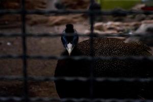 The selective focus of the brown sempidan which has the characteristic of having a blue face is in its cage. photo