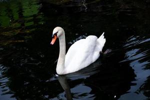 White swans swimming in the lake. photo