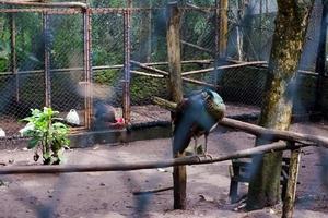 Selective focus of peacocks that are eating in their cages. photo