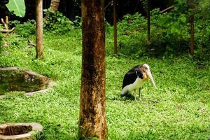 Selective focus of the tong-tong heron who is in its cage and foraging. photo