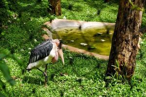 Selective focus of the tong-tong heron who is in its cage and foraging. photo