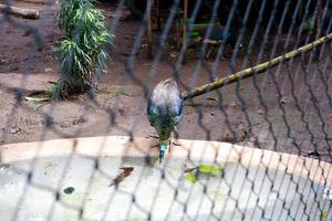 Selective focus of peacocks that are eating in their cages.