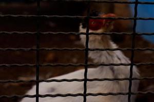 A selective focus of silver pheasants that have a beautiful white color is in the cage. photo