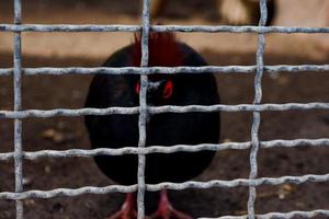 The selective focus of the red eye of the wood grouse bird is in its cage. photo