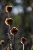 Dry Echinops On the Blured Bacground photo