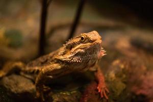 inland bearded dragon photo