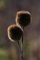 Dry Echinops On the Blured Bacground photo