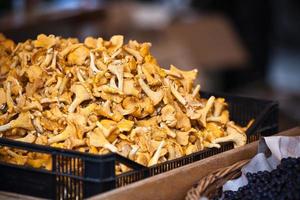 Chanterelles selling in a market photo