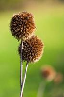 Dry Echinops On the Blured Bacground photo