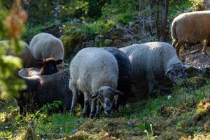 Summer Landscapes from Mmuhu Island photo