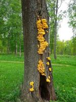 Mushrooms on a tree. The tinder is sulfur-yellow. You can eat young mushrooms. The second name is Laetiporus sulphureus photo