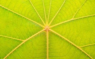 textura de hoja de teca verde teca bastarda, kino de bengala, árbol de kino, llama del bosque foto