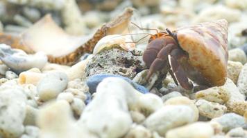 grote heremietkreeft kruipend op het strand, thailand, similan-eilanden video