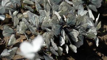 aporia crataegi, borboleta branca com veias pretas no chão, câmera lenta video