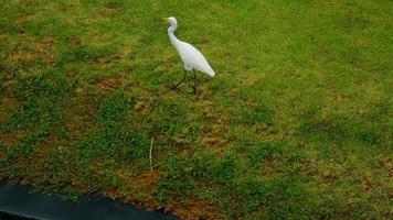 grande aigrette à pied près de la rive du lac video