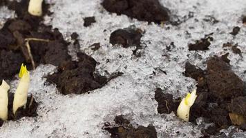 Timelapse shot of melting snow unveiling crocus flower sprout video