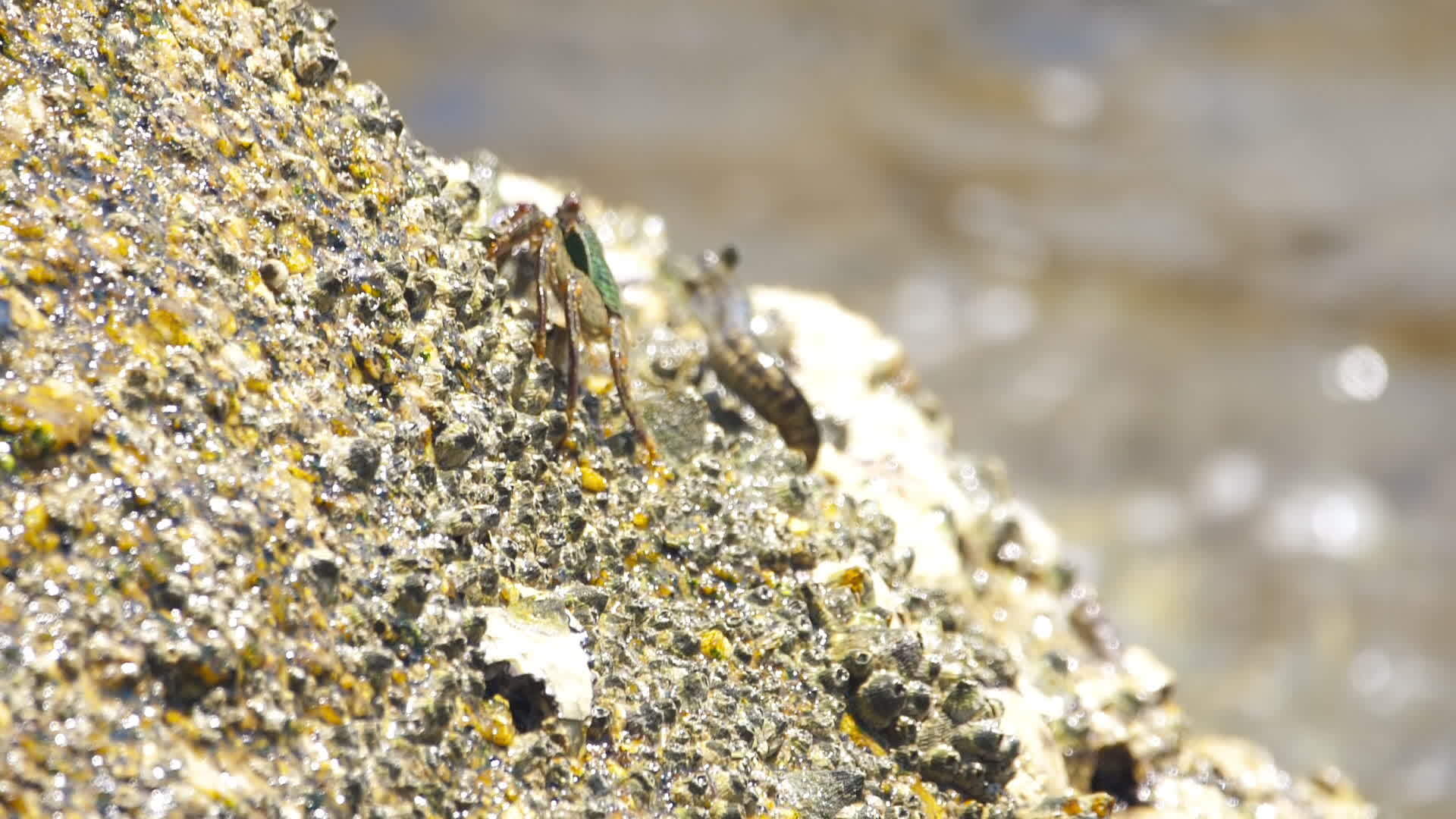 Jumping small fish and crabs on the island. Underwater tropical world
