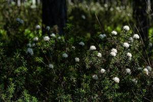 Labrador Tea on theGreen Background photo