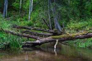 pequeño río forestal en verano con fondo verde foto