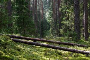 Green Coniferous  forests photo