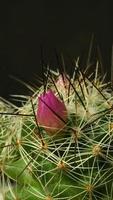 Kaktusblüte blüht vertikales Zeitraffervideo. video