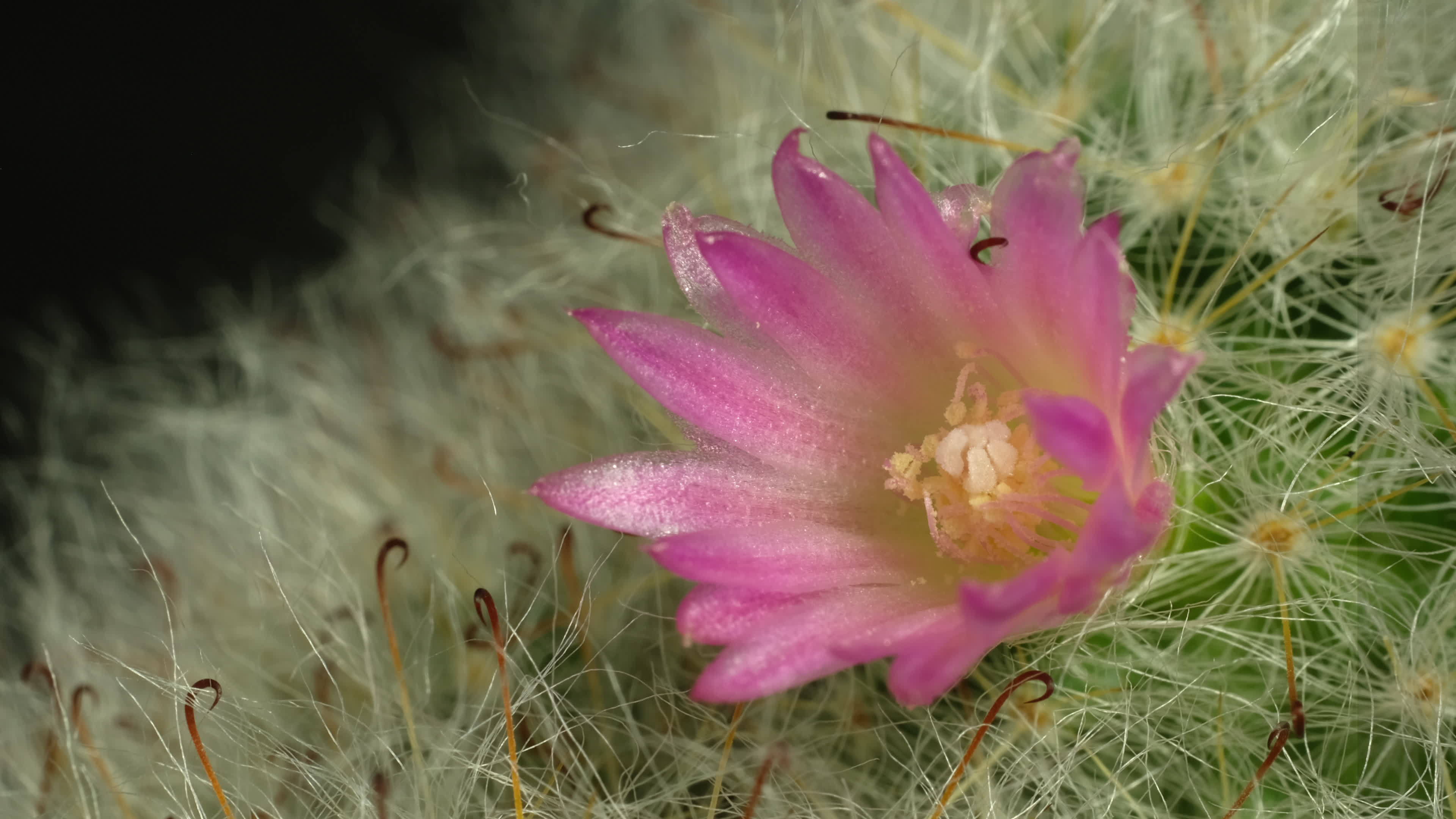 Cactus flower blooming time lapse. 17111445 Stock Video at Vecteezy