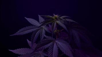 Cannabispflanzen, die in einer Indoor-Farm wachsen. video