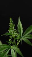 Cannabispflanzen, die in einem vertikalen Video einer Indoor-Farm wachsen.