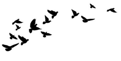 A flying flock of birds, pigeons. Black silhouettes. Vector illustration