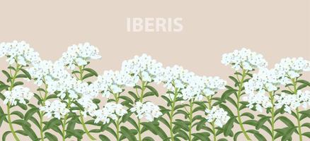 Iberis flowers on a horizontal realistic banner for print and design. Vector illustration.
