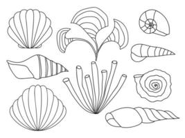 conjunto de conchas marinas vectoriales. diferentes tipos de conchas dibujadas a mano con garabatos. concha aislada. vector