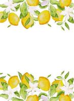 Card template, frame of watercolor hand drawn blooming lemon tree branches, flowers and lemons on white background vector