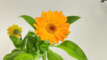 calendula bloem close-up video