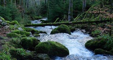 Blick auf einen Fluss im dunklen Wald in der Wintersaison video