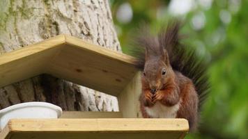 un' rosso scoiattolo su un' alimentatore mangia semi video