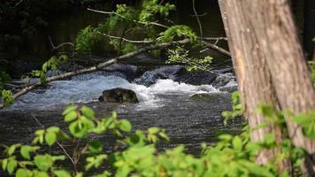 rivière qui coule au ralenti, rivière vue de loin avec de la végétation au premier plan video