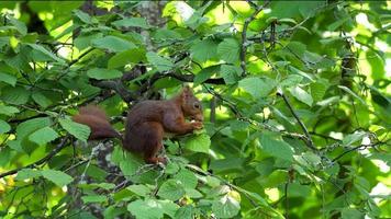 Ein europäisches rotes Eichhörnchen frisst eine Nuss auf einem Ast video