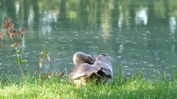 un cisne joven se limpia al borde del estanque video