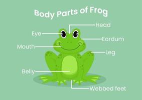 Vector body parts of the cute cartoon frog. Animals anatomy in English for kids. Learning words.