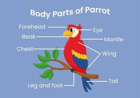 partes del cuerpo vectorial del lindo loro de dibujos animados. Anatomia de los animales en ingles para niños. aprendiendo palabras vector