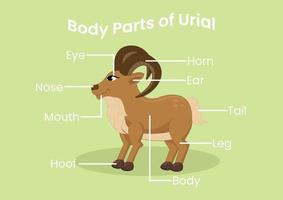 Vector body parts of the cute cartoon urial. Animals anatomy in English for kids. Learning words.