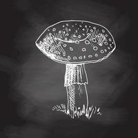 Outline Illustration of fly-agaricmushroom. White sketch isolated on black chalkboard.  Eco  vintage vector illustration. Sketch illustration for print