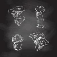 Vector sketch Collection of different mushrooms. White sketch isolated on black chalkboard. Sketch illustration for print, web, mobile and infographics.